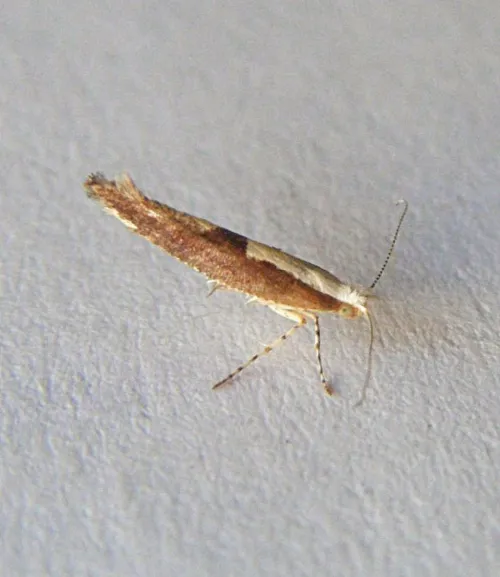 Argyresthia semifusca - photo 2