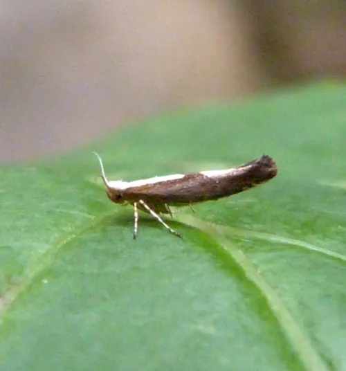 Argyresthia semifusca - photo 3
