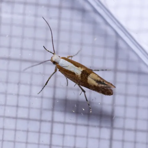 Argyresthia semifusca - photo 4
