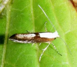 Argyresthia semifusca - photo 5