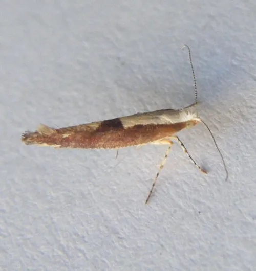 Argyresthia semifusca - photo 6