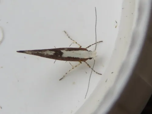 Argyresthia semifusca - photo 7