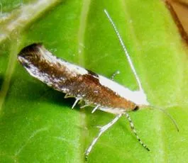 Argyresthia semifusca - photo 8