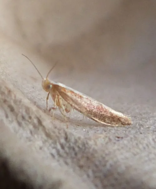 Argyresthia semitestacella