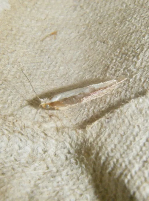Argyresthia semitestacella - photo 2