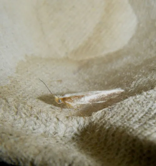 Argyresthia semitestacella - photo 3