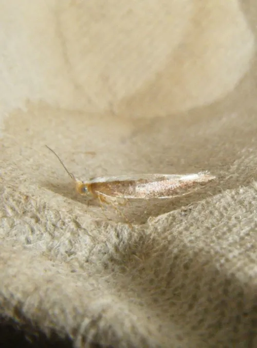 Argyresthia semitestacella - photo 4