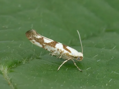 Argyresthia sorbiella