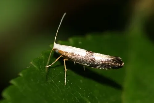Argyresthia spinosella