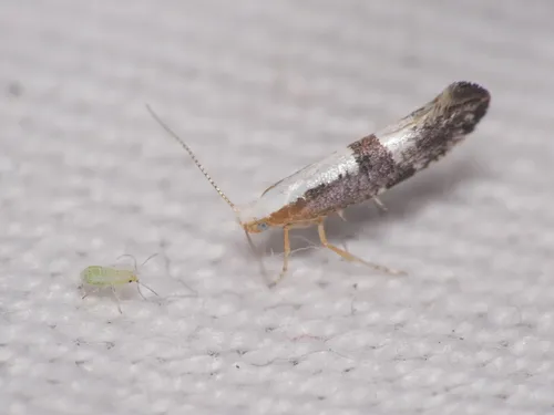 Argyresthia spinosella - photo 4