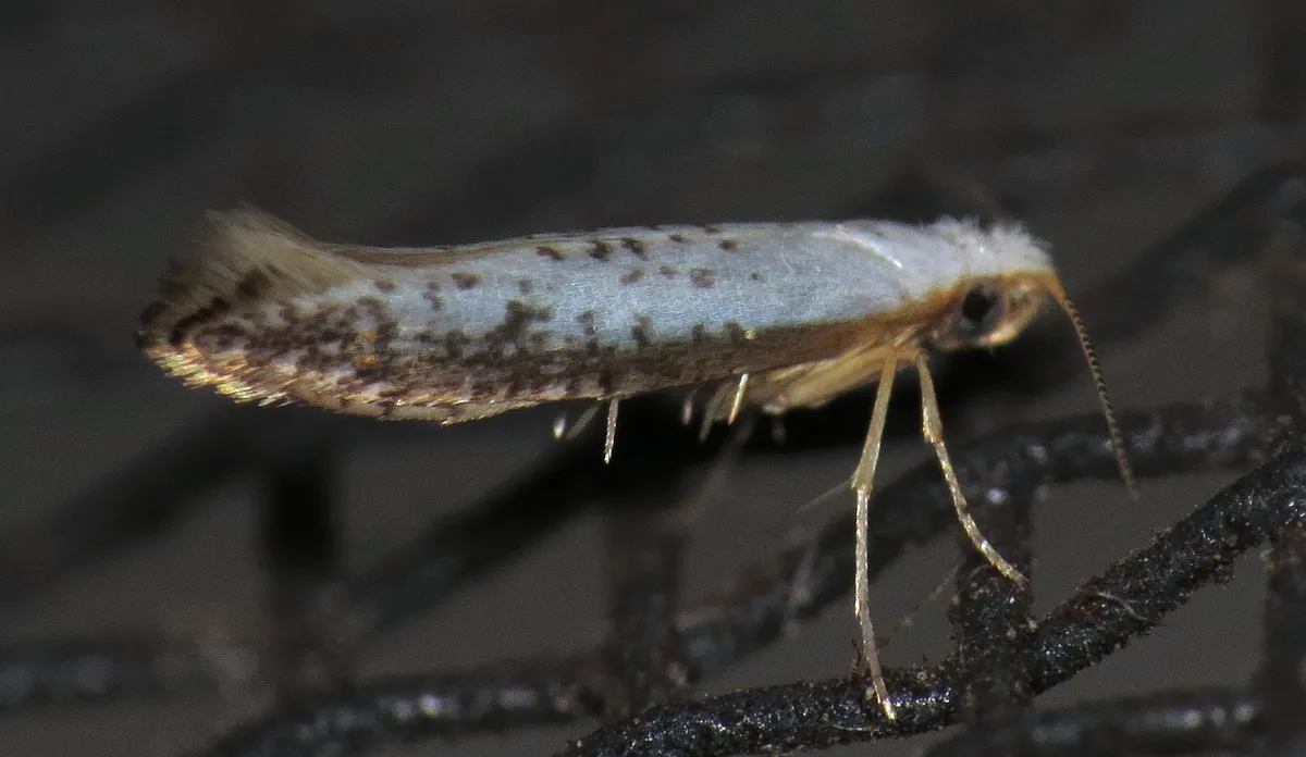 Speckled Argyresthia Moth - photo 3