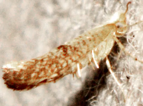 Speckled Argyresthia Moth - photo 5