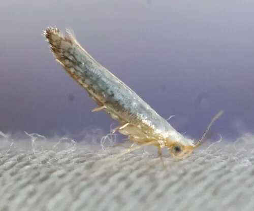 Speckled Argyresthia Moth - photo 6