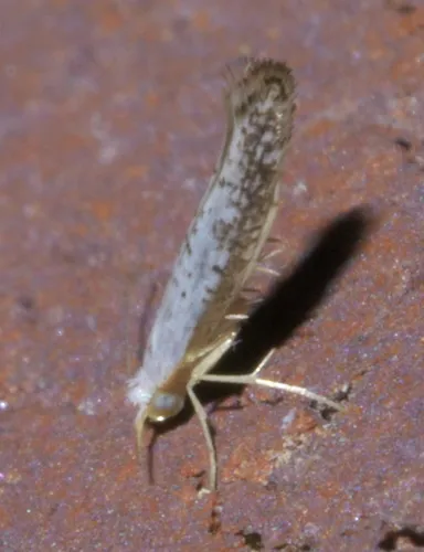 Speckled Argyresthia Moth - photo 7