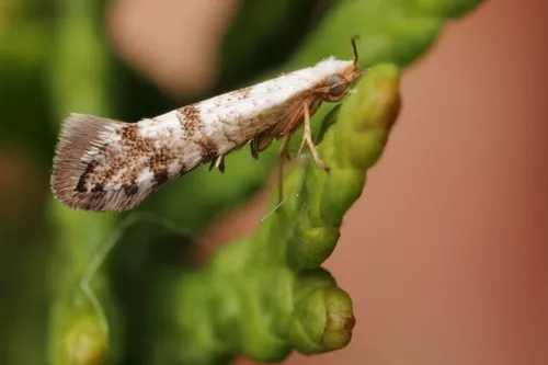Arborvitae Leafminer - photo 4