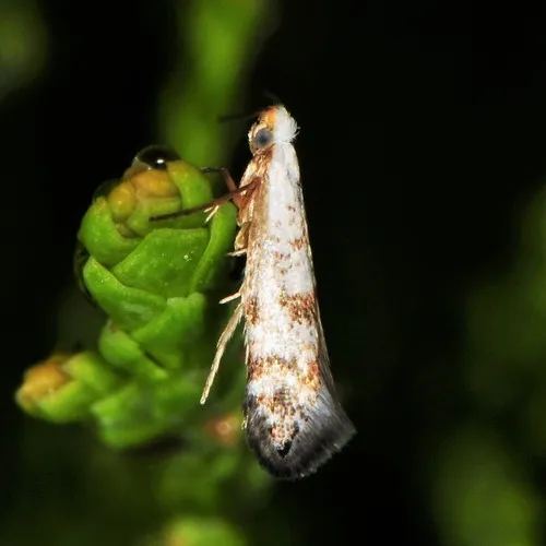 Arborvitae Leafminer - photo 5