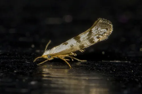 Arborvitae Leafminer - photo 6