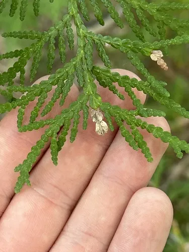 Arborvitae Leafminer - photo 7