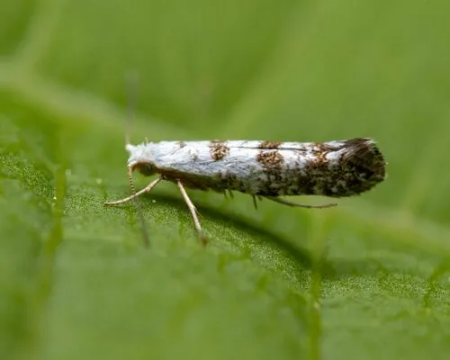 Arborvitae Leafminer - photo 8