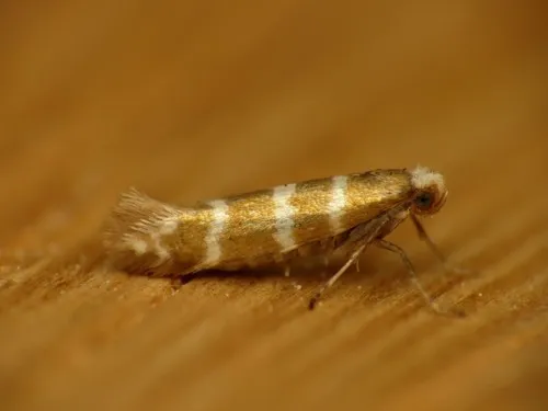 Argyresthia trifasciata