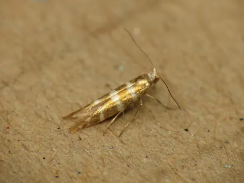Argyresthia trifasciata - photo 4