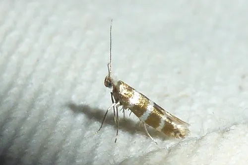 Argyresthia trifasciata - photo 5
