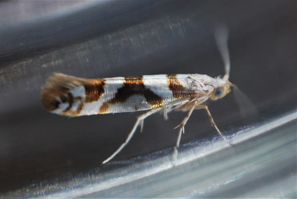 Shiny Head-Standing Moths - photo 2