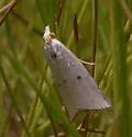 Argyria gonogramma - Hodges#5463.1 - Argyria gonogramma