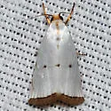 Argyria gonogramma - Hodges#5463.1 - photo 3