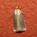 Argyria nummulalis - Hodges#5460 - photo 3