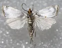 Mother-of-pearl Moth - Hodges#5462