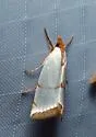 Mother-of-pearl Moth - Hodges#5462 - photo 2