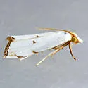 Mother-of-pearl Moth - Hodges#5462 - photo 3