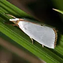 Mother-of-pearl Moth - Hodges#5462 - photo 4