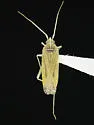 Argyrocoris scurrilis