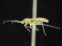 Argyrocoris scurrilis - photo 2