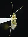 Argyrocoris scurrilis - photo 3