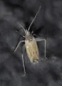 Argyrocoris scurrilis - photo 4
