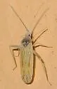 Argyrocoris scurrilis - photo 5