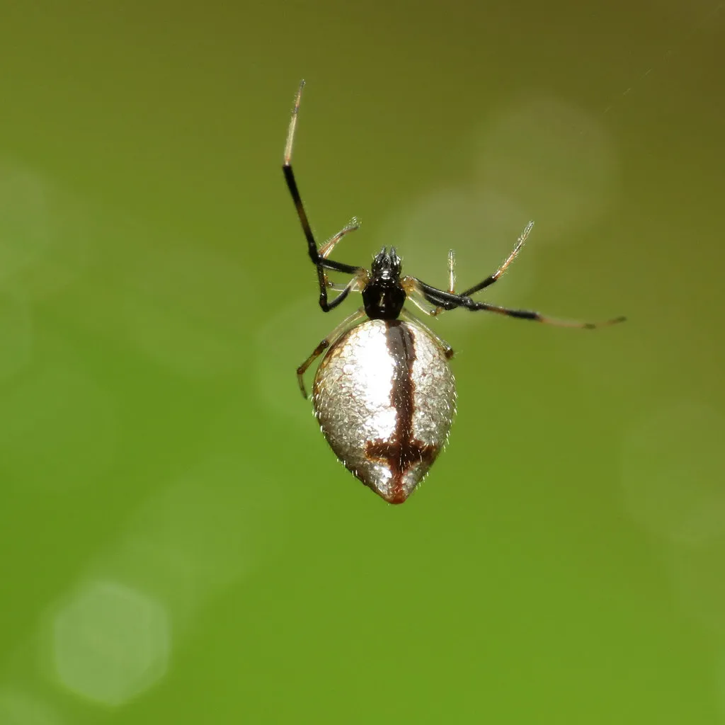 Argyrodes elevatus - photo 2