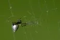 Argyrodes nephilae