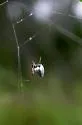 Argyrodes nephilae - photo 2