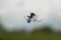 Argyrodes nephilae - photo 3