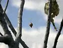 Argyrodes nephilae - photo 4
