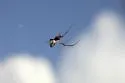 Argyrodes nephilae - photo 5