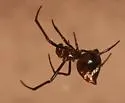 Argyrodes pluto