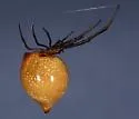 Argyrodes pluto - photo 2