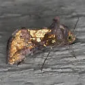 Golden Looper - Hodges#8885 - photo 4