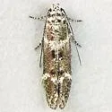 Argyrolacia bifida - Hodges#1779