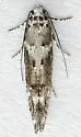 Argyrolacia bifida - Hodges#1779 - photo 4